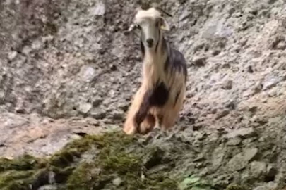 Bayramın ilk günü kaçan keçi 3. günün sonunda bulundu