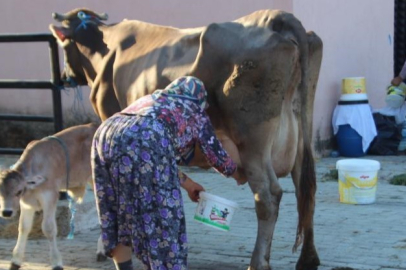 Süt üreticisine bayram ve resmi tatiller zehir oluyor