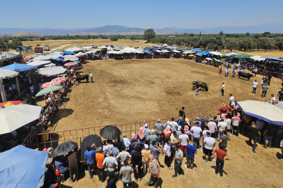 Tire'de Geleneksel Boğa Güreşi Şenliği gerçekleştirildi