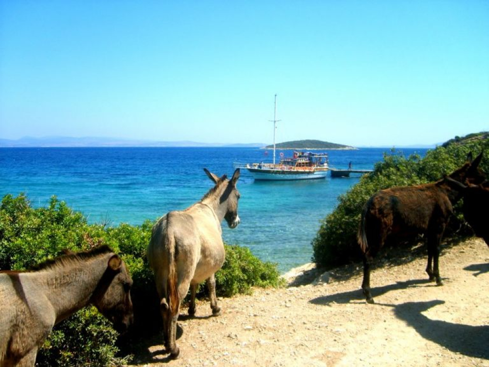 Çeşme Eşek Adası