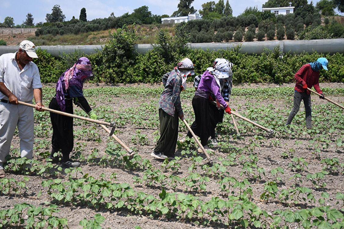 tarım işçisi