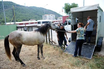 Karşıyaka’da başıboş atlar için yakalama operasyonu düzenlendi