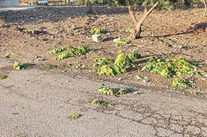 Kilis'te sağanak zeytin ve fıstık ağaçlarına zarar verdi