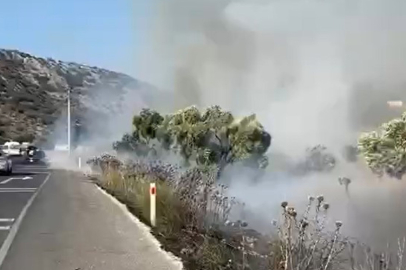 Milas-Bodrum karayolunda zeytinlik yangını