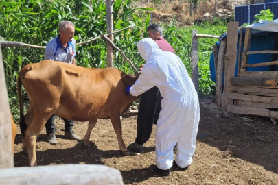 Adana'da şarbon hastalığı paniği