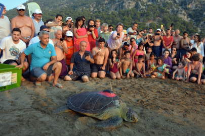 Tedavileri tamamlanan deniz kaplumbağaları denize salındı