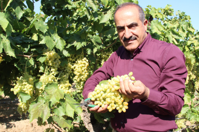 Sultani çekirdeksiz sofralık üzüm ihracat yolcusu