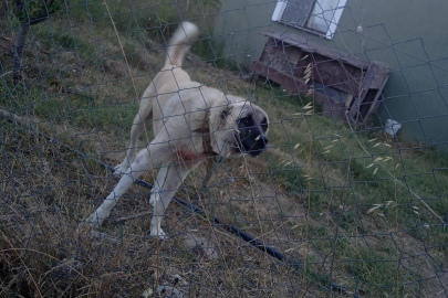 Bursa’da Kangal köpeği saldırısı: Tarlasını sulamaya giderken ölümden döndü