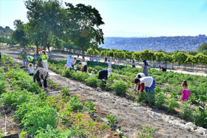 İzmir’de kadınlara yönelik olarak kurulan mahalle bostanında hasat başladı