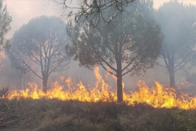 Yalova'daki orman yangınlarına hızlı müdahale devam ediyor