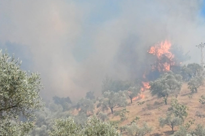  Manisa'da Kırkağaç'ta orman yangını!