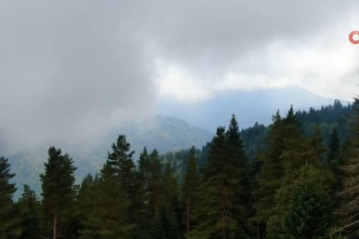 Kastamonu'da mest eden orman ve sis buluşması