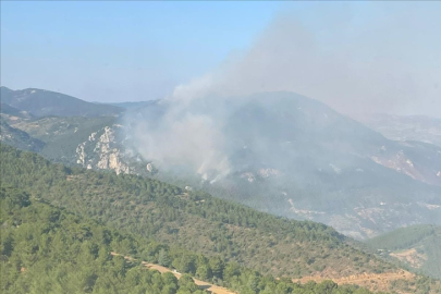 İzmir haber: Bergama'da orman yangını!