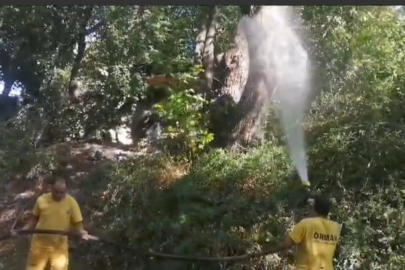 Muğla'da antenli böcek mücadelesi