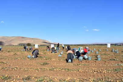 Bayburt'ta patates hasadı