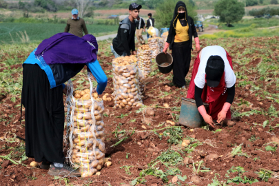 Erzincan'da patates hasadı