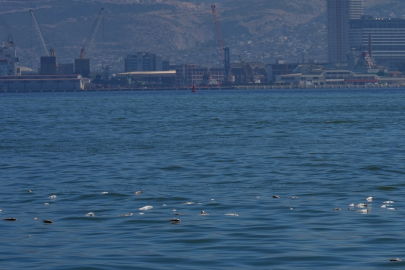 İzmir haber: Körfez’de balık ölümleri devam ediyor