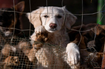 Köpeğe işkence eden sanık tahliye oldu: Hayvan hakları savunucuları ayaklandı!