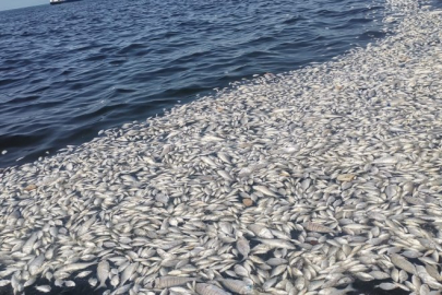 Bilim Kurulu İzmir Körfezi’ni 15 maddede temizleyecek!