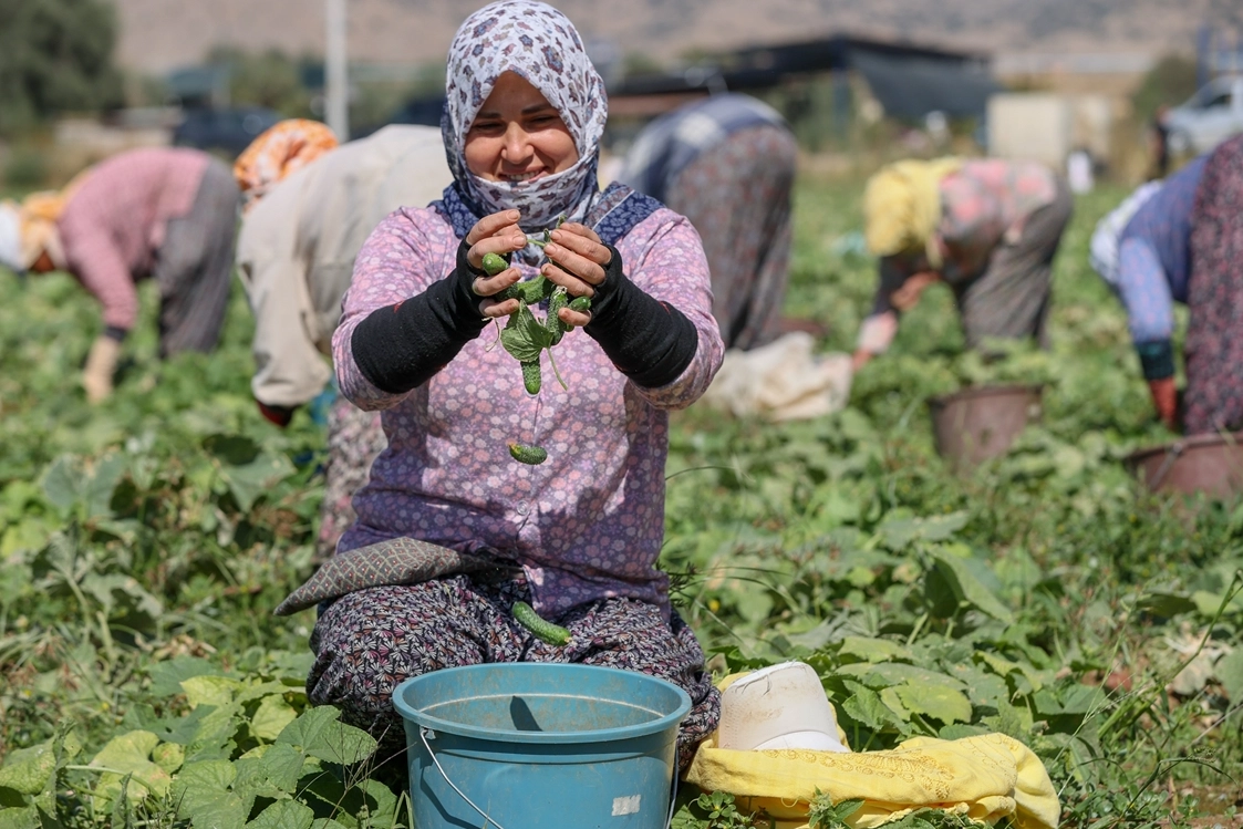 Ege’de kornişon turşusu ihracatı