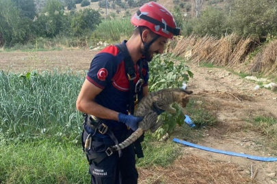 İzmir’de kuyuya düşen kedi böyle kurtarıldı