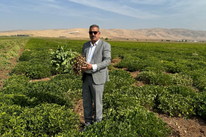 Mardin'de tarımda yer fıstığı dönemi: Birinci ve ikinci ürün olarak ekildi