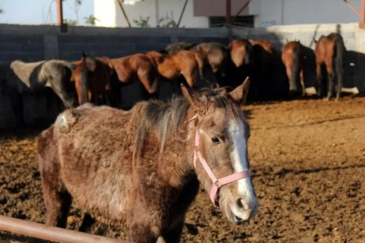 Tarım Bakanlığı açıkladı:  At ve eşek etini en çok bu iki il yiyor!