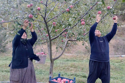 Adana’da elma hasadına kar sürprizi