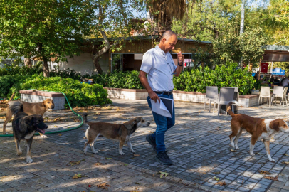 İzmir’de 11 ilçede sahipsiz köpekler sayılıyor