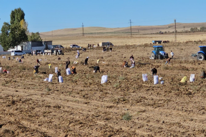 Vatandaşlar bedava patatese akın etti