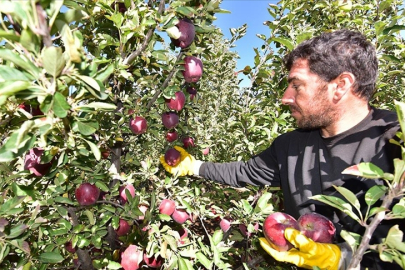 Devletten fidan desteği aldı, 200 ton elma üretti!