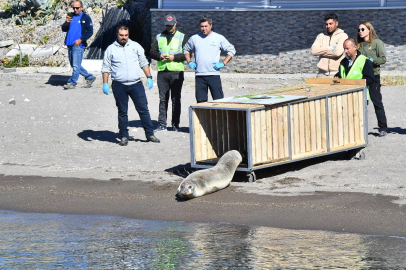 Tedavisi tamamlanan Akdeniz foku mavi sulara geri döndü