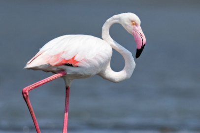 Bu kez oltadan flamingo çıktı