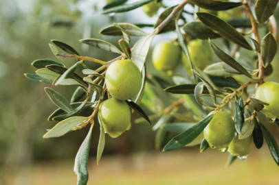 Zeytin ağacı can aldı!