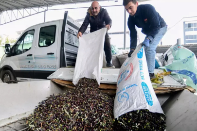 Bornova Belediyesi’nden zeytin üreticilerine nakliye desteği