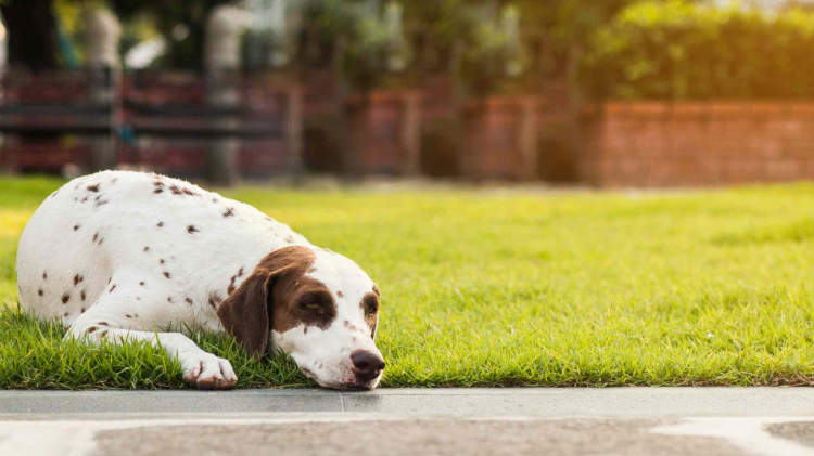 KÖPEK KORKUSU NEDEN OLUŞUR?