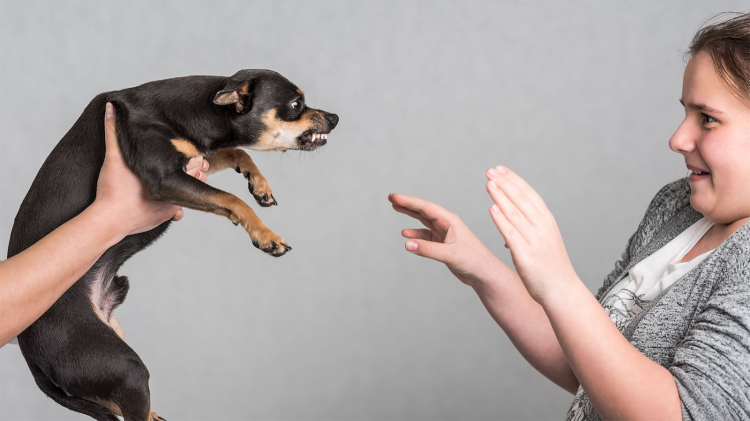 KÖPEK KORKUSU NEDEN OLUŞUR?