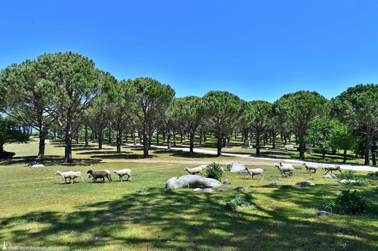 Bergama Belediyesi, zeytin ve çam fıstığı ile yeni bir markaya adım atıyor