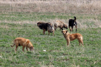 Bodrum’da 600 tavuk, sahipsiz köpekleri tarafından telef edildi