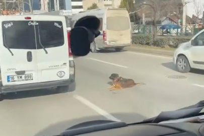 Bursa’da bir köpek trafiği kilitledi