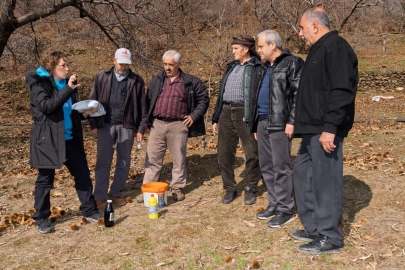 Küçük Menderes'e büyük destek: Kestane kanseri ile mücadele